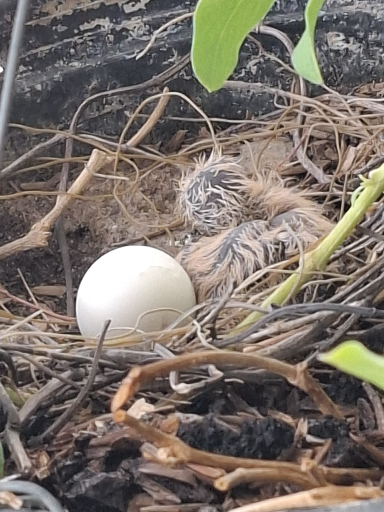 First baby bird...
